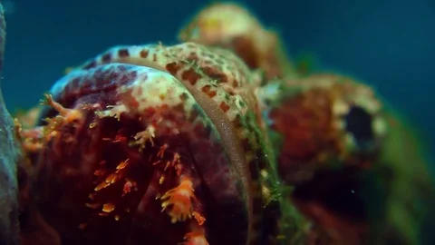 Bearded Dragon close up Stock Footage 74912323