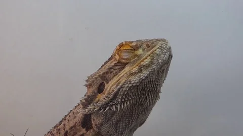 Bearded Dragon close up Stock Footage 85182683