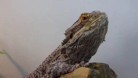 Bearded Dragon close up Stock Footage 85304368