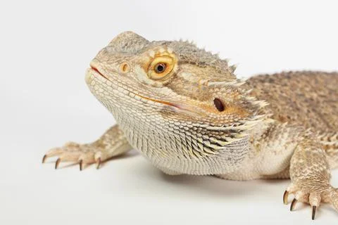 Bearded dragon close up Stock Photos