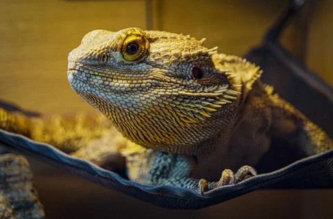 Bearded Dragon Close Up Stock Photos