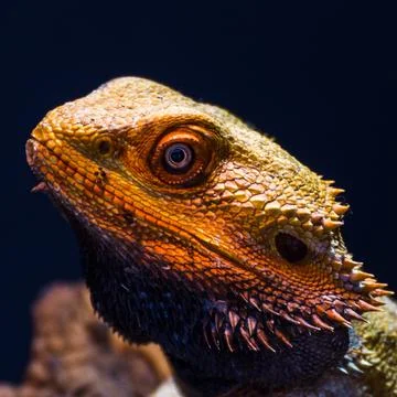 Bearded dragon up close Stock Photos