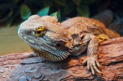 Bearded Dragon Close Up Warm Stock Photos
