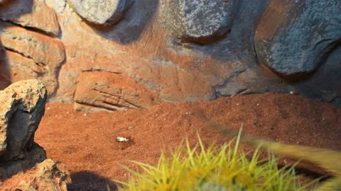 Bearded dragon crawling closeup lizard dragon lizard Video stock 235570984