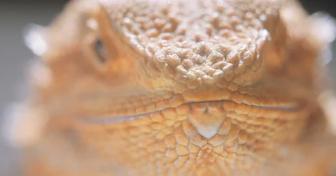 Bearded Dragon Eating a Worm Stock Footage 68175769