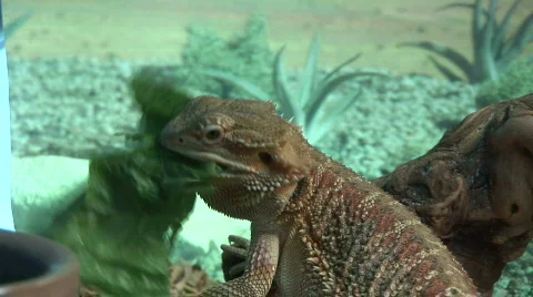 Bearded Dragon eats lettuce and gets tired Stock Footage 98560