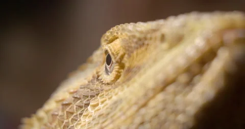 Bearded Dragon Eye profile Stock Footage 68539968