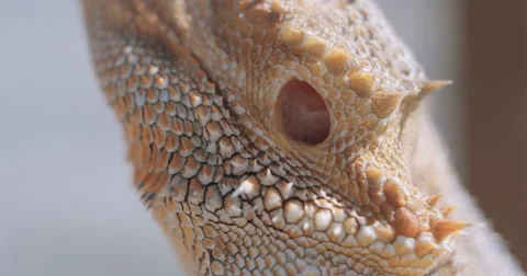Bearded Dragon face Stock Footage 68539263