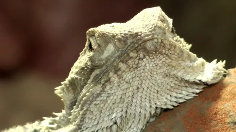 Bearded dragon Stock Footage 817454