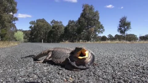 Bearded Dragon Stock Footage 10992657