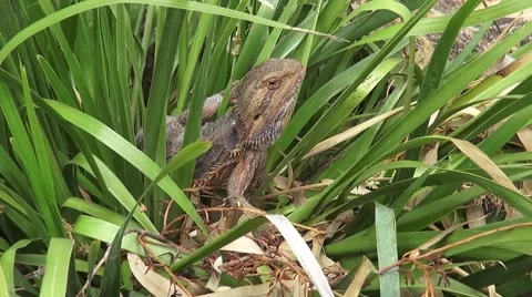 Bearded dragon Stock Footage 64255131