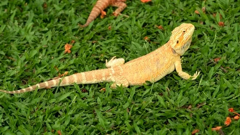 Bearded Dragon Stock Footage 75860447