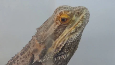 Bearded Dragon Video stock 85179969