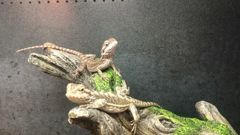 Bearded Dragon 動画素材 110887549