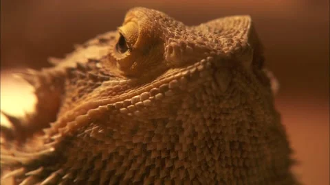 Bearded Dragon Stock Footage 147202865