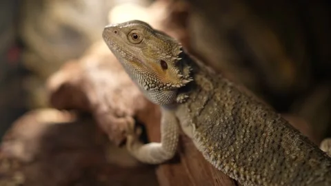 Bearded Dragon Stock Footage 171770047