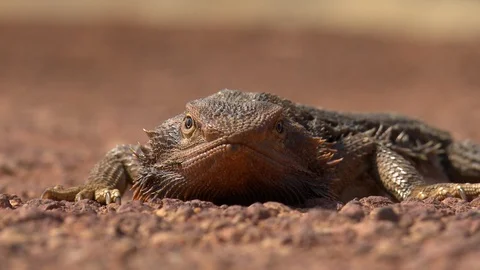 Bearded Dragon-Front Stock Footage 104582496