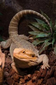 Bearded dragon from the front Foto stock