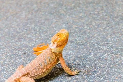 Bearded dragon on The Ground Stock Photos