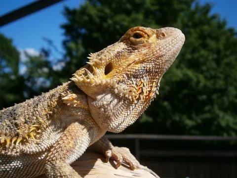 Bearded Dragon head 写真素材