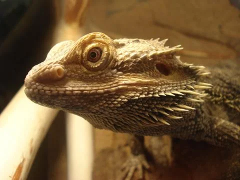 Bearded Dragon head Fotos Stock