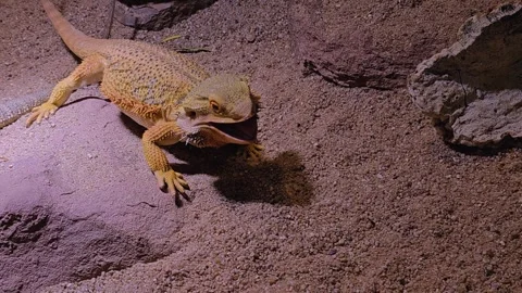 A bearded dragon hunting Stock Footage 269630925