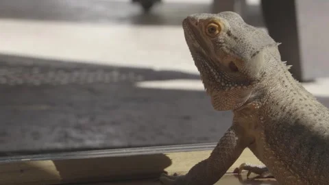 Bearded Dragon Indoor 60Sec Stock Footage 255204635