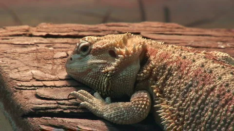 Bearded Dragon like a kitten Stock Footage 98561