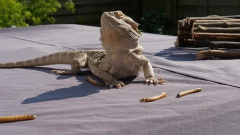 Bearded Dragon Laying In Sunshine With Bugs Around Him 4k Stock Footage 128310518
