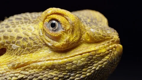 Bearded Dragon Lizard On Black Background 4K Free Stock Footage 93595869