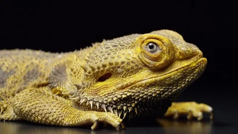 Bearded Dragon Lizard On Black Background 4K Stock Footage 93596053