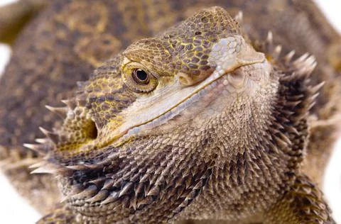 Bearded Dragon Lizard Close-Up Stock Photos