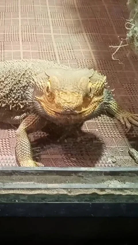 Bearded Dragon Lizard Close‑Up in Zoo, Zoo Reptile Footage, Animal Stock Video 库存影片 334834897