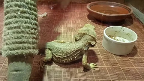 Bearded Dragon Lizard Close‑Up in Zoo, Zoo Reptile Footage, Animal Stock Video 库存影片 334834899