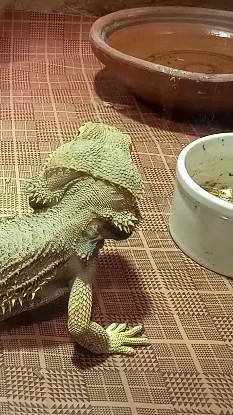 Bearded Dragon Lizard Close‑Up in Zoo, Zoo Reptile Footage, Animal Stock Video Stock Footage 334834900
