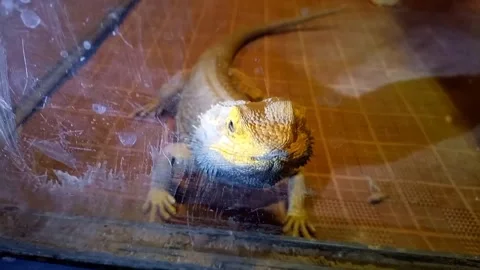 Bearded Dragon Lizard Close‑Up in Zoo, Zoo Reptile Footage, Animal Stock Video Stock Footage 334834903
