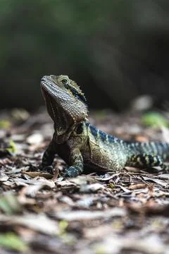 A bearded dragon lizard, closeup Foto stock