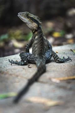 A bearded dragon lizard, closeup Stock Photos