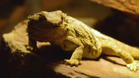 A bearded dragon Lizard  Video stock 145255302