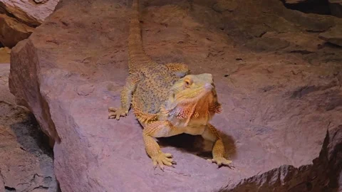 Bearded dragon lizard Stock Footage 257351494