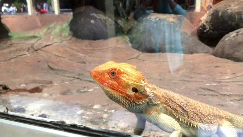 Bearded dragon lizard looking through the glass in a terrarium Video stock 333638826