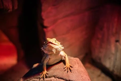A bearded dragon lizard is peacefully basking on a sunlit rock in an enclosure Stock Photos