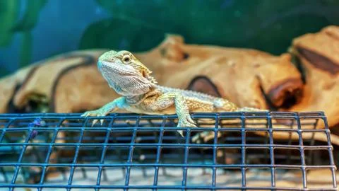 Bearded dragon lizard Foto stock