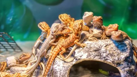 Bearded dragon lizard Foto stock
