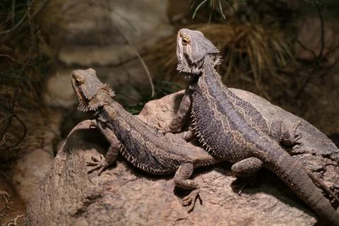  bearded dragon lizard Фото