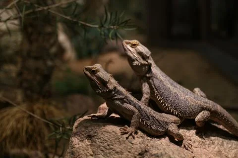  bearded dragon lizard Фото