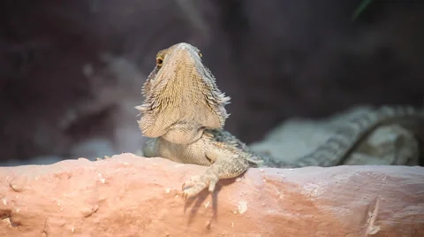 Bearded dragon lizard Pogona vitticeps, funny reptile in captivity at the Zoo Stock Footage 38624337