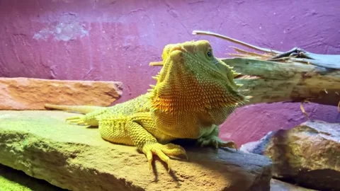 Bearded dragon lizard puffing its beard and looking up Stock Footage 334109534