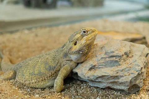 Bearded dragon lizard resting on rock with detailed scales Stockfoto's
