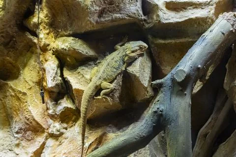 Bearded Dragon Lizard Resting on Rocks in Terrarium Close Up Fotos de archivo